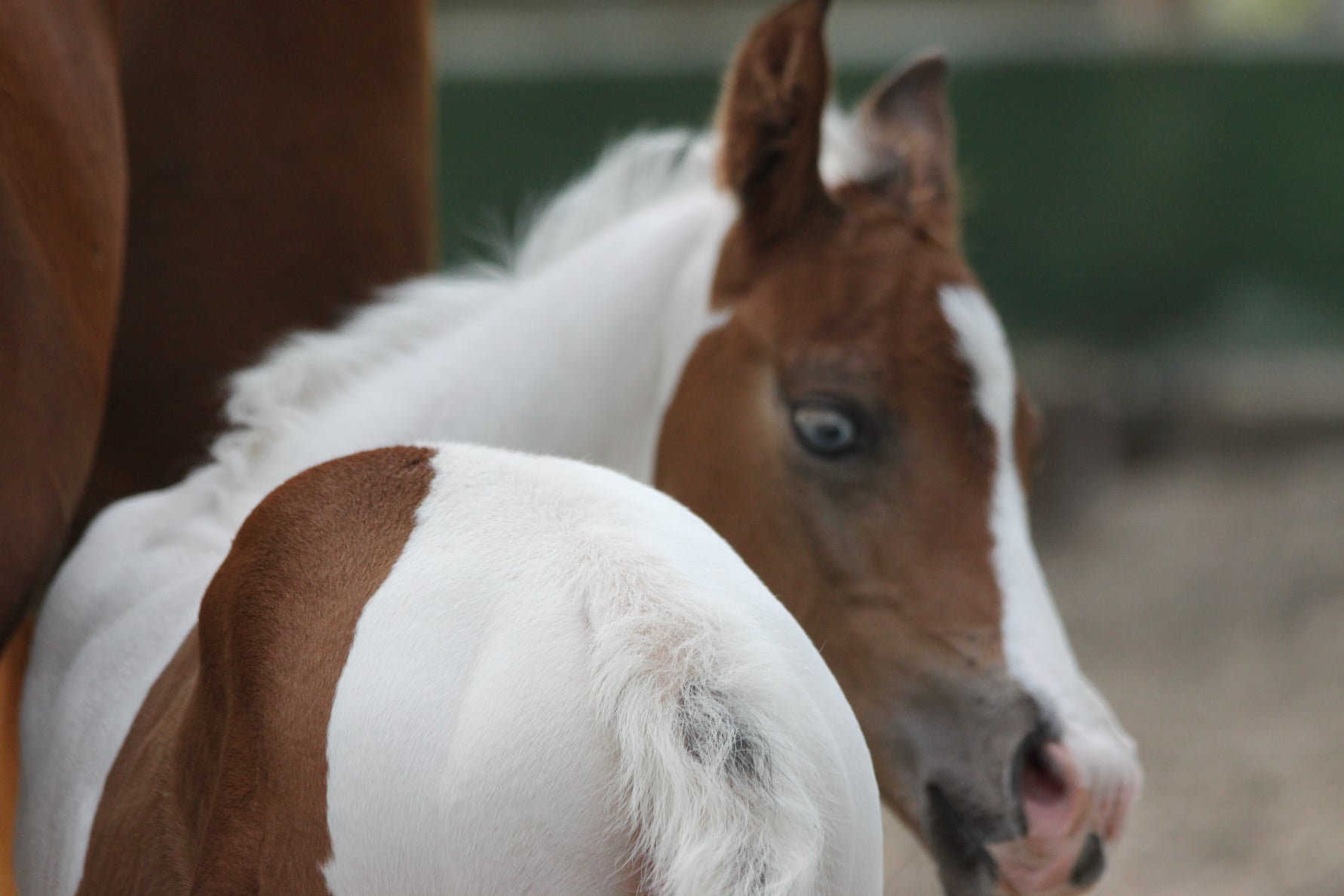 Burgundy Paint Horses